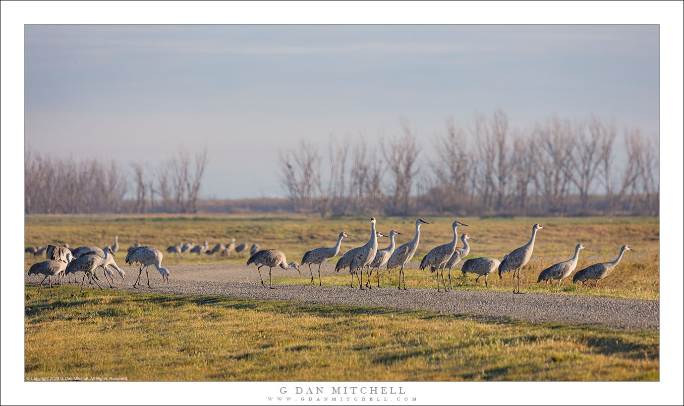 Walking Cranes