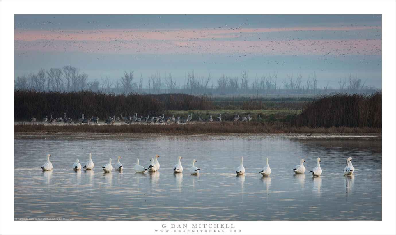 Snow Geese, Wetland Pond