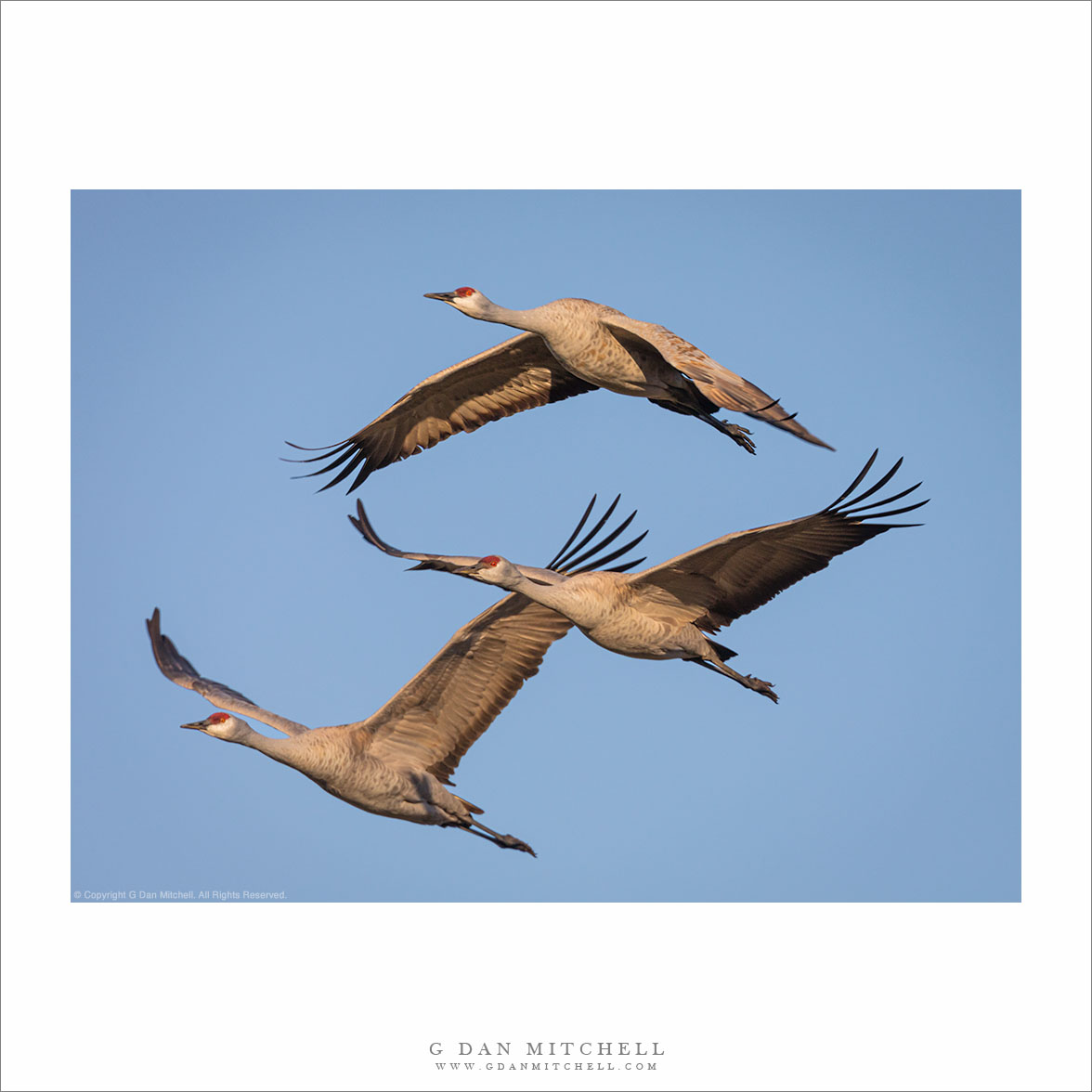 Three Cranes in Formation