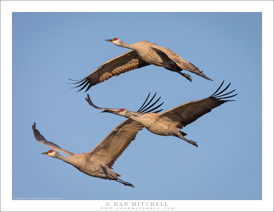 Three Cranes in Formation