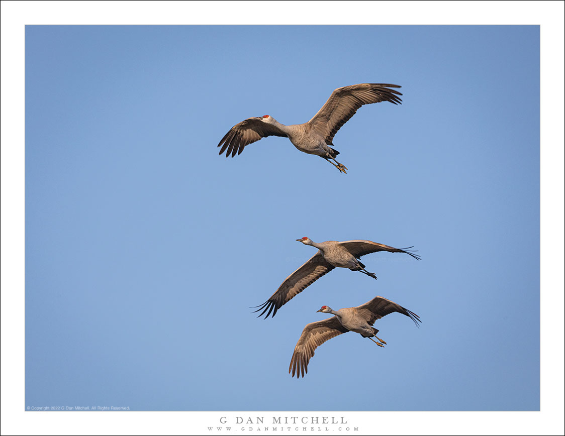 Three Cranes, Winter Sky