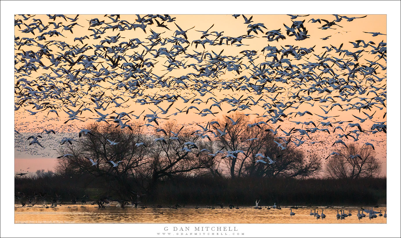 Winter Geese, Wetlands Dawn