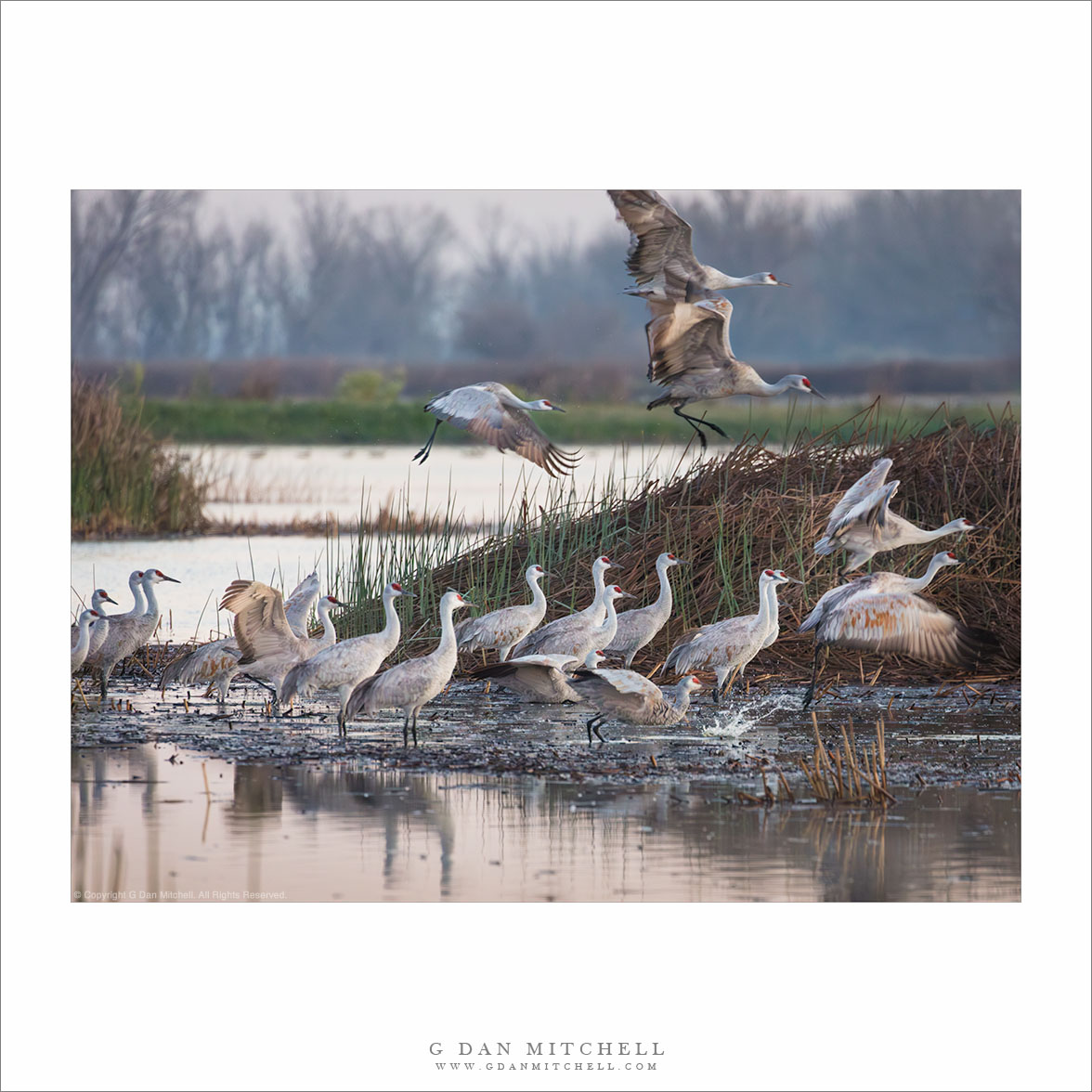 Cranes Departing