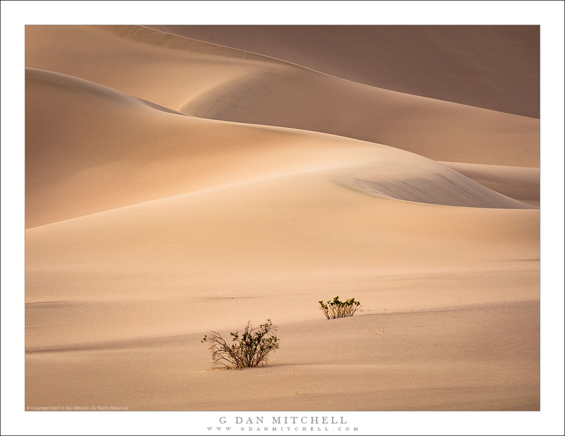 Creosote and Curving Dunes