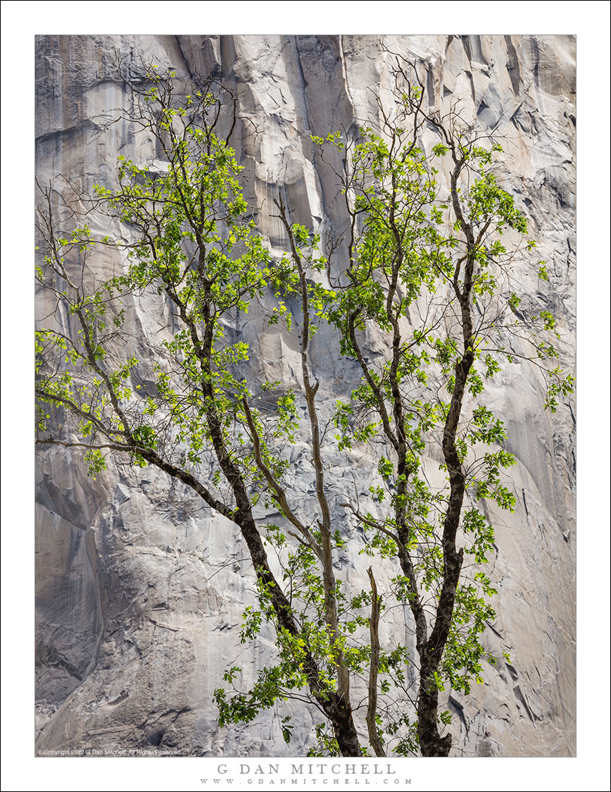 Spring Oak, Cliff Face