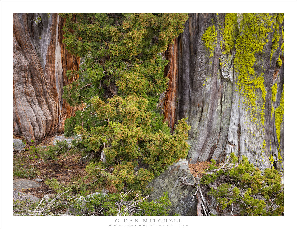 Old Trees