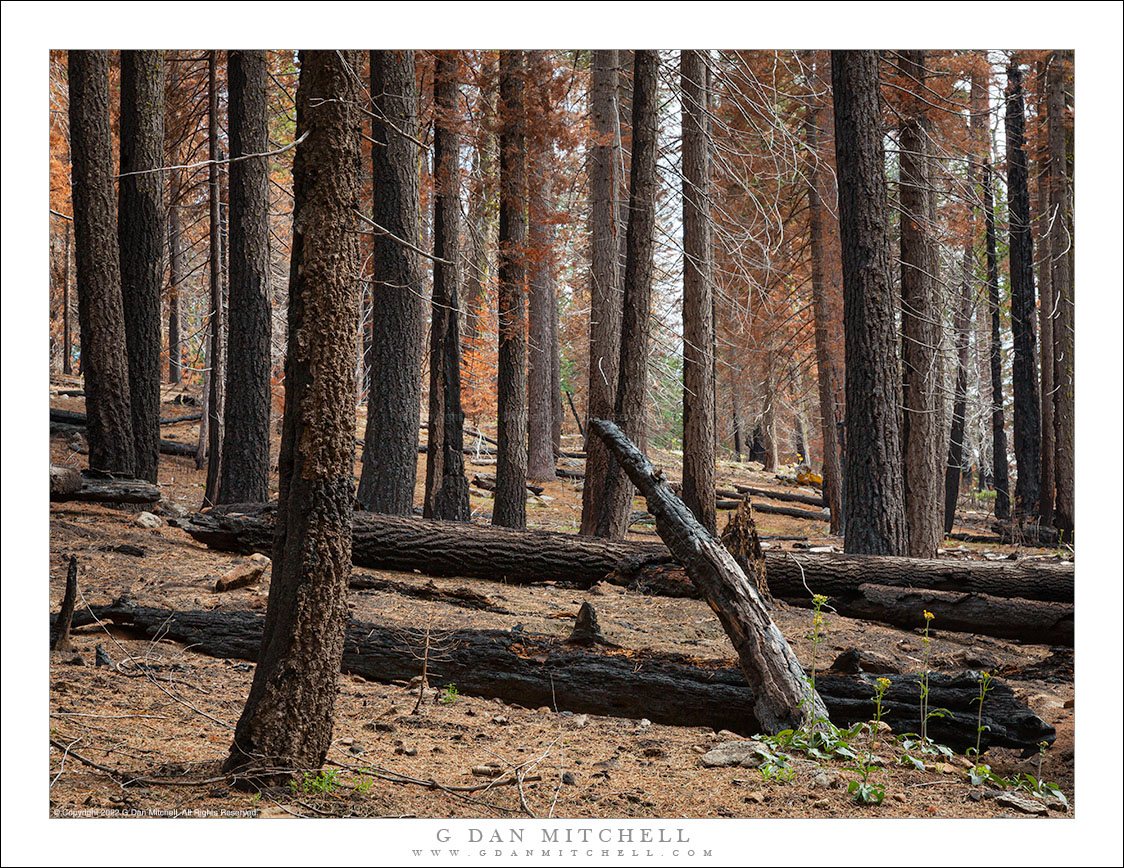 Burned Forest