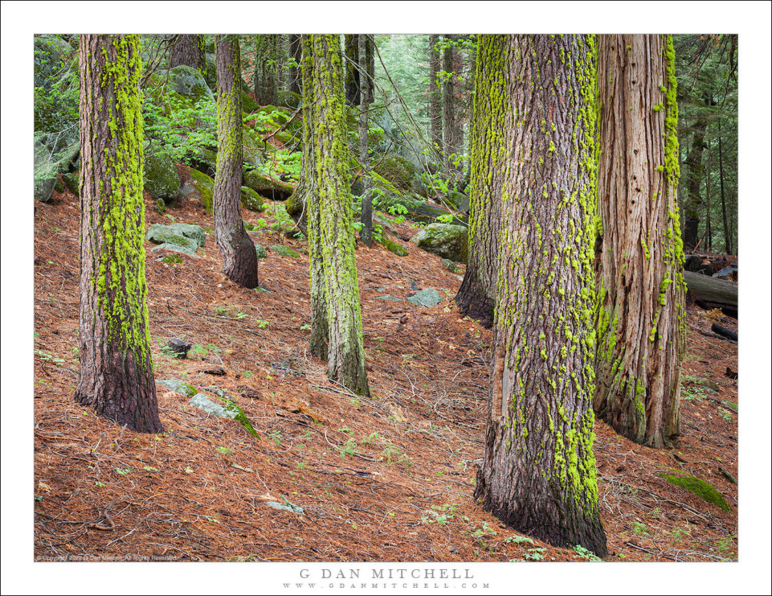 Moss-Covered Trees