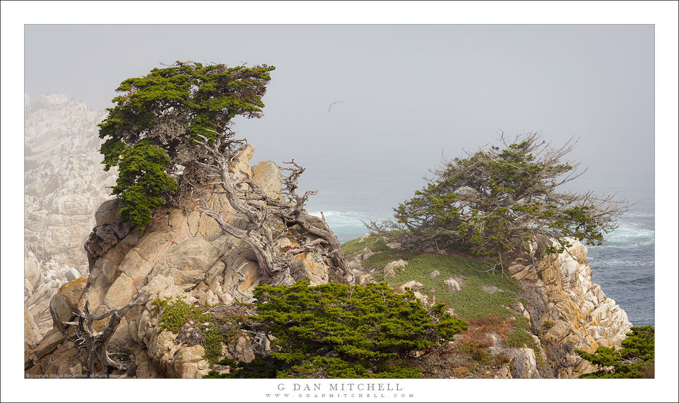 Two Trees, Coastal Fog