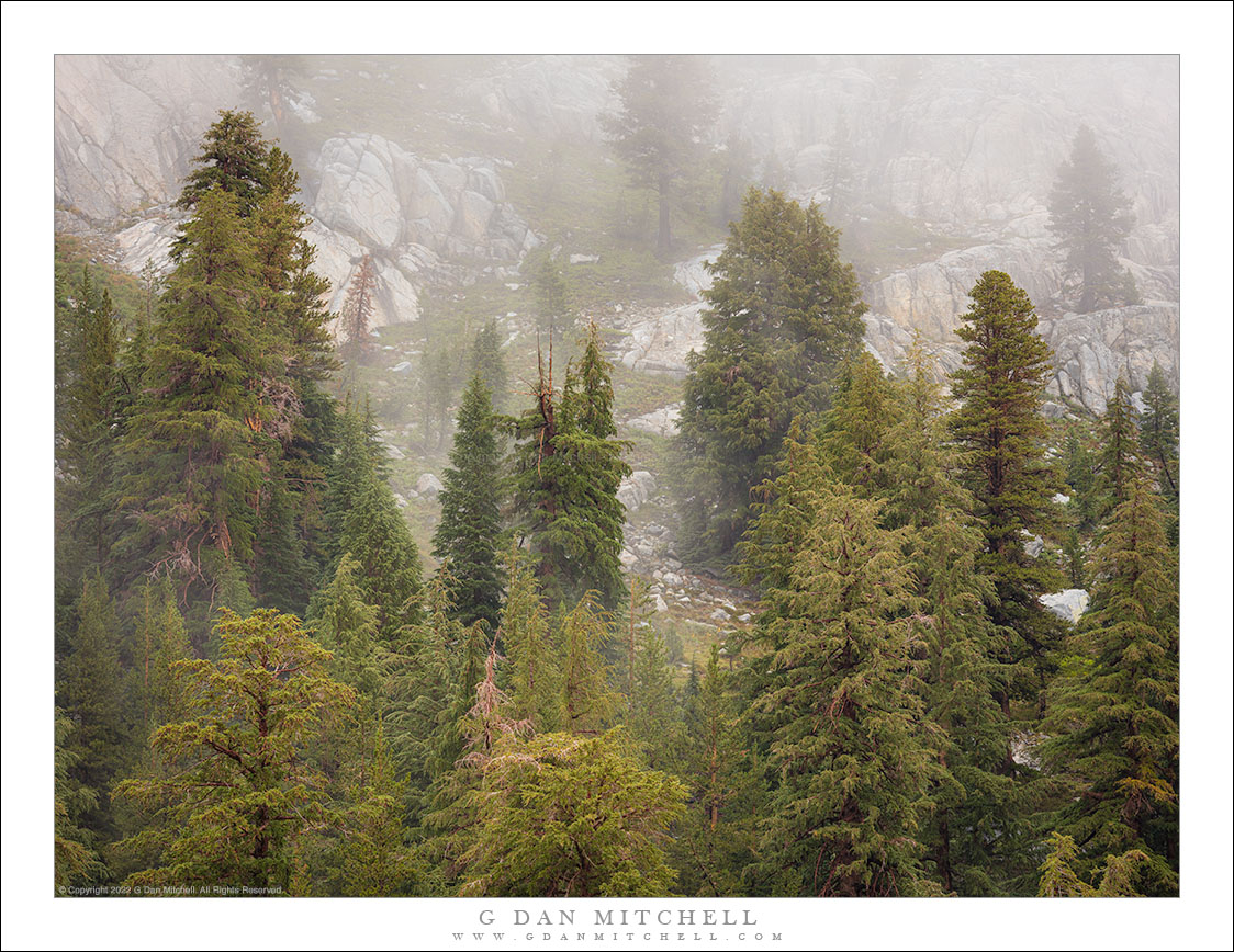 Mist in the Trees