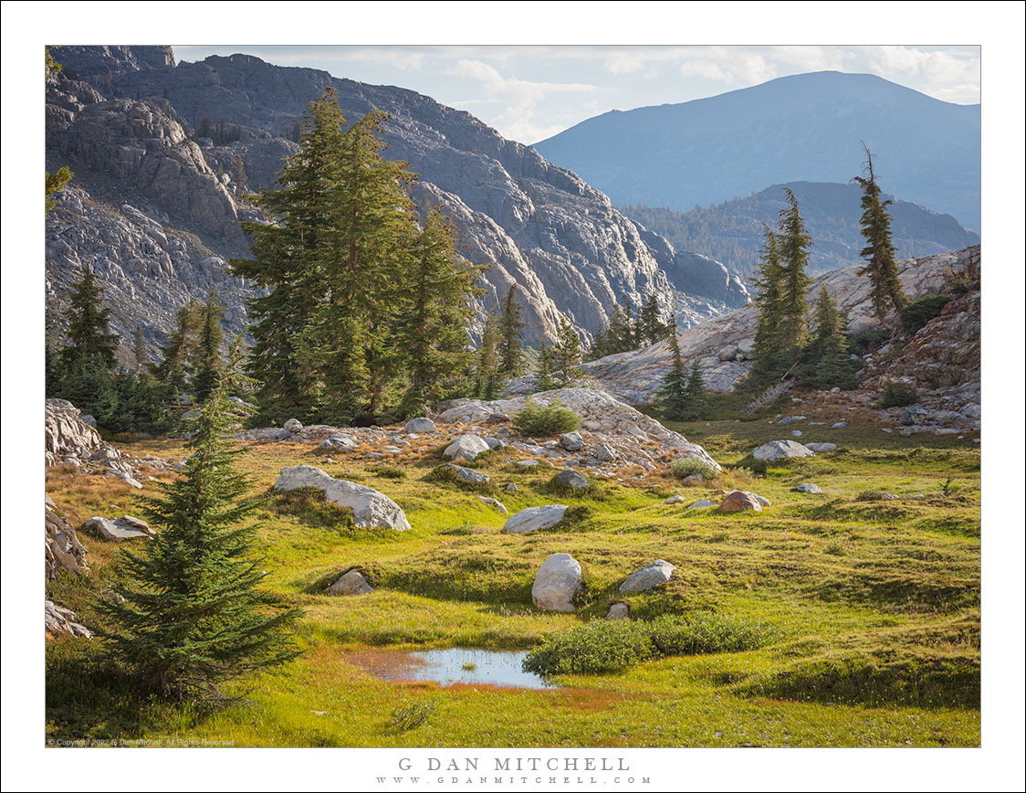 Treeline Meadow