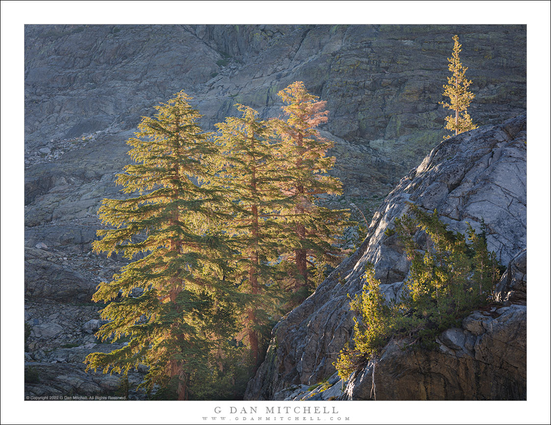 Trees in Morning Light