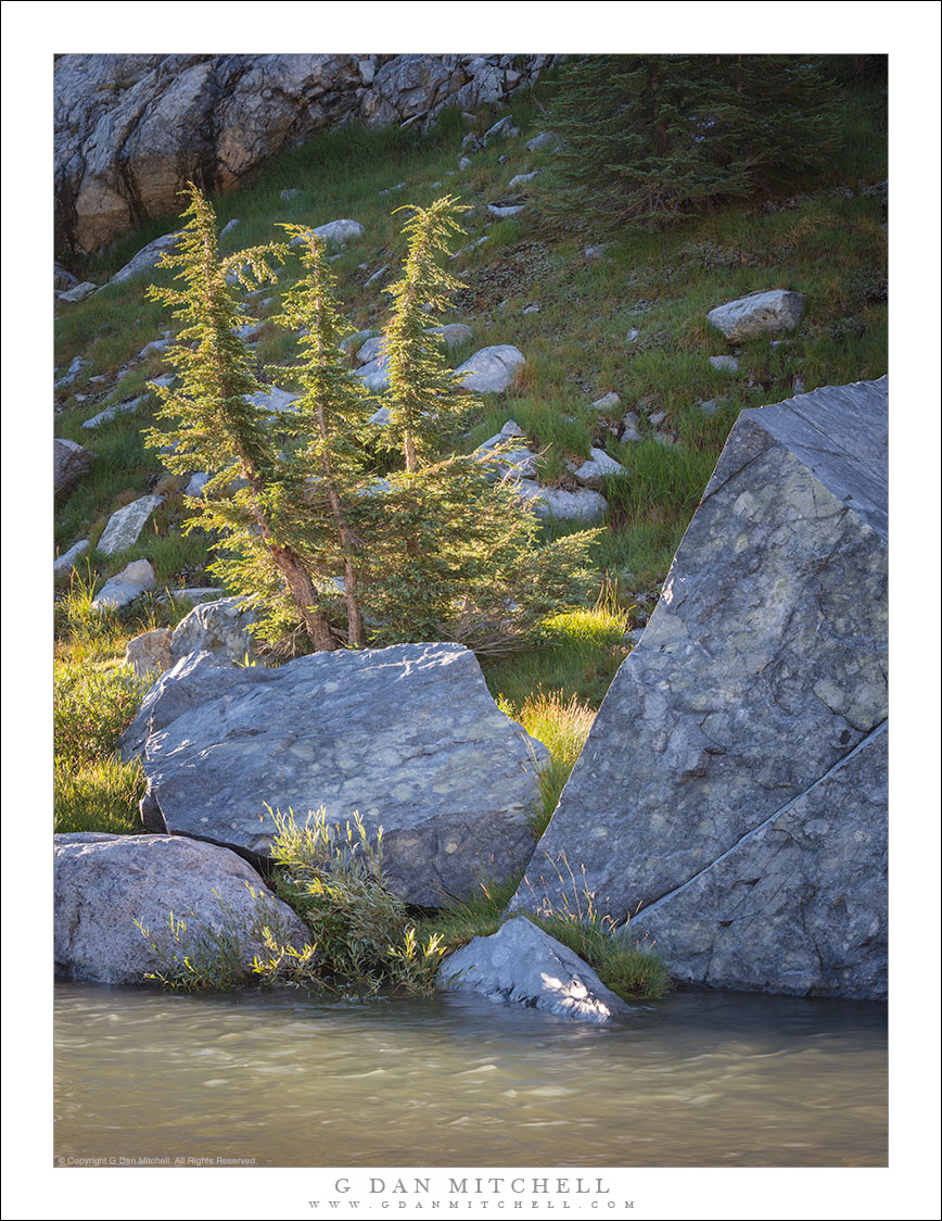 Young Trees, Boulders, and Stream