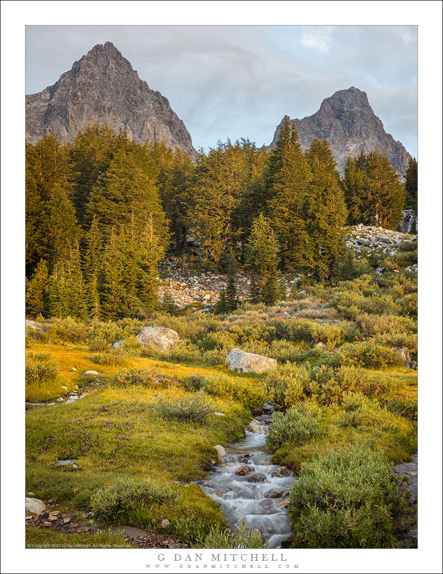 Forest And Meadow, First Light