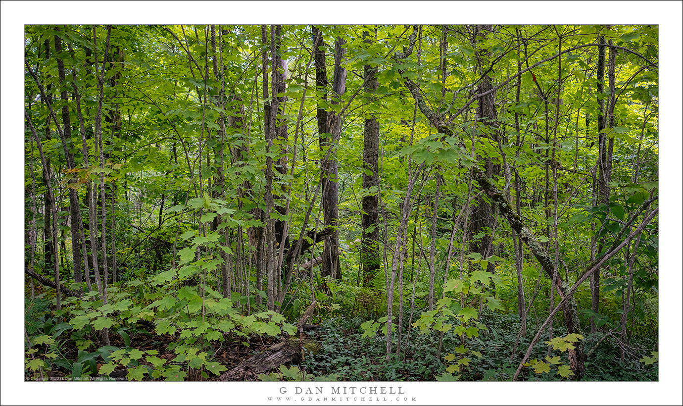 New England Woods 4 G Dan Mitchell Photography New England Woods 4 G Dan Mitchell Photography