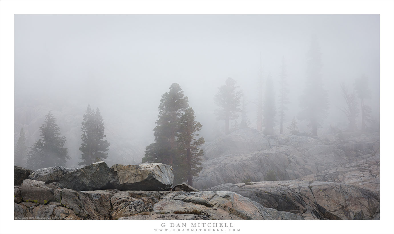 Trees and Fog, After the Storm