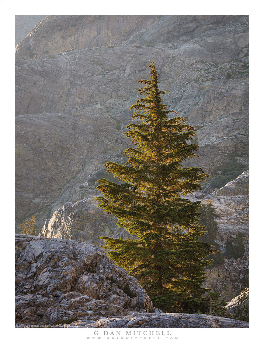 Solitary Tree, Morning