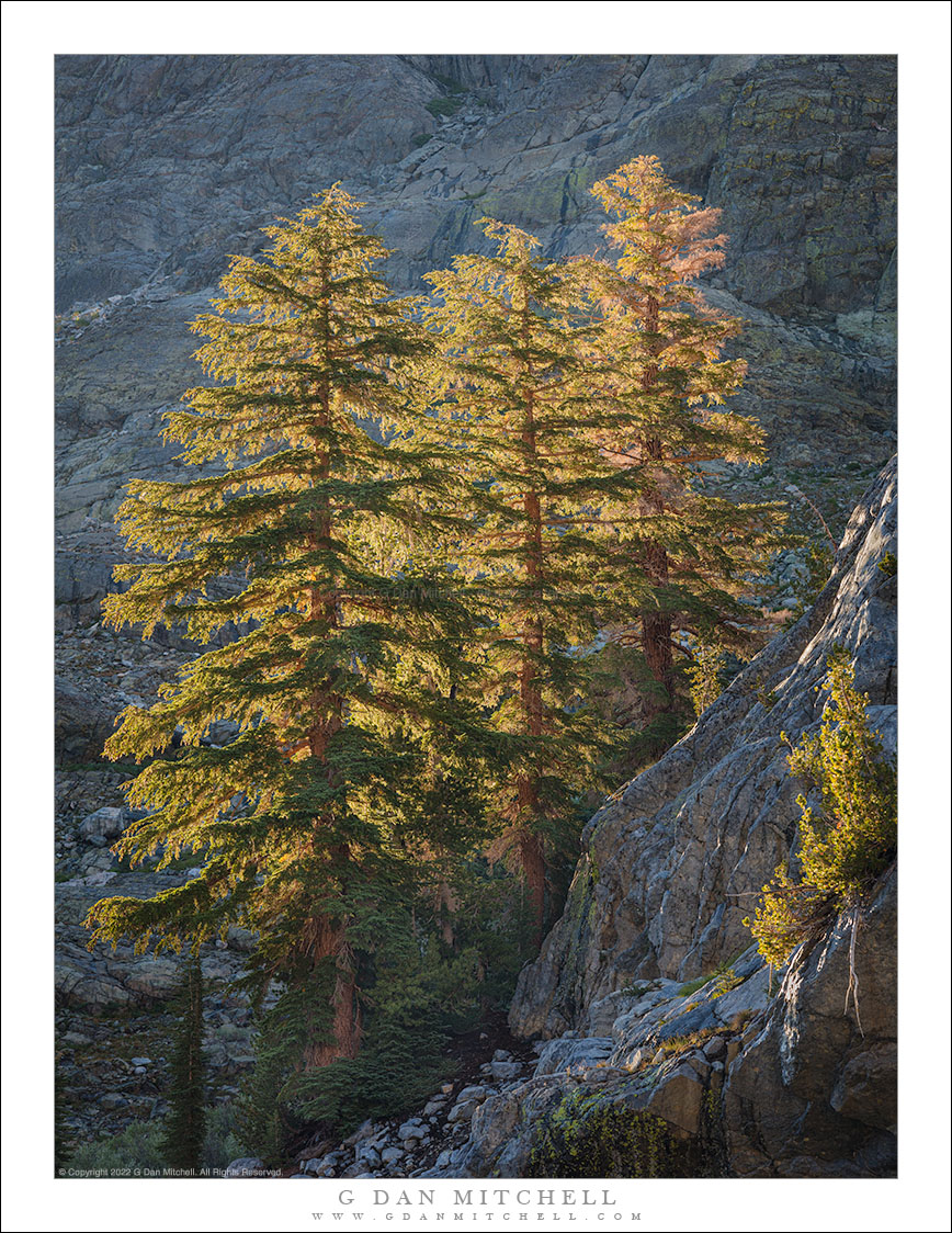 Three Trees, Rocky Slopes