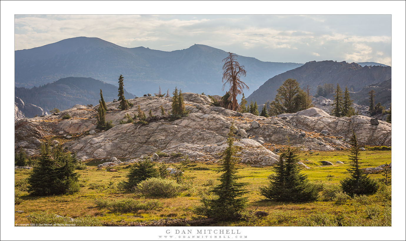 Timberline Meadow