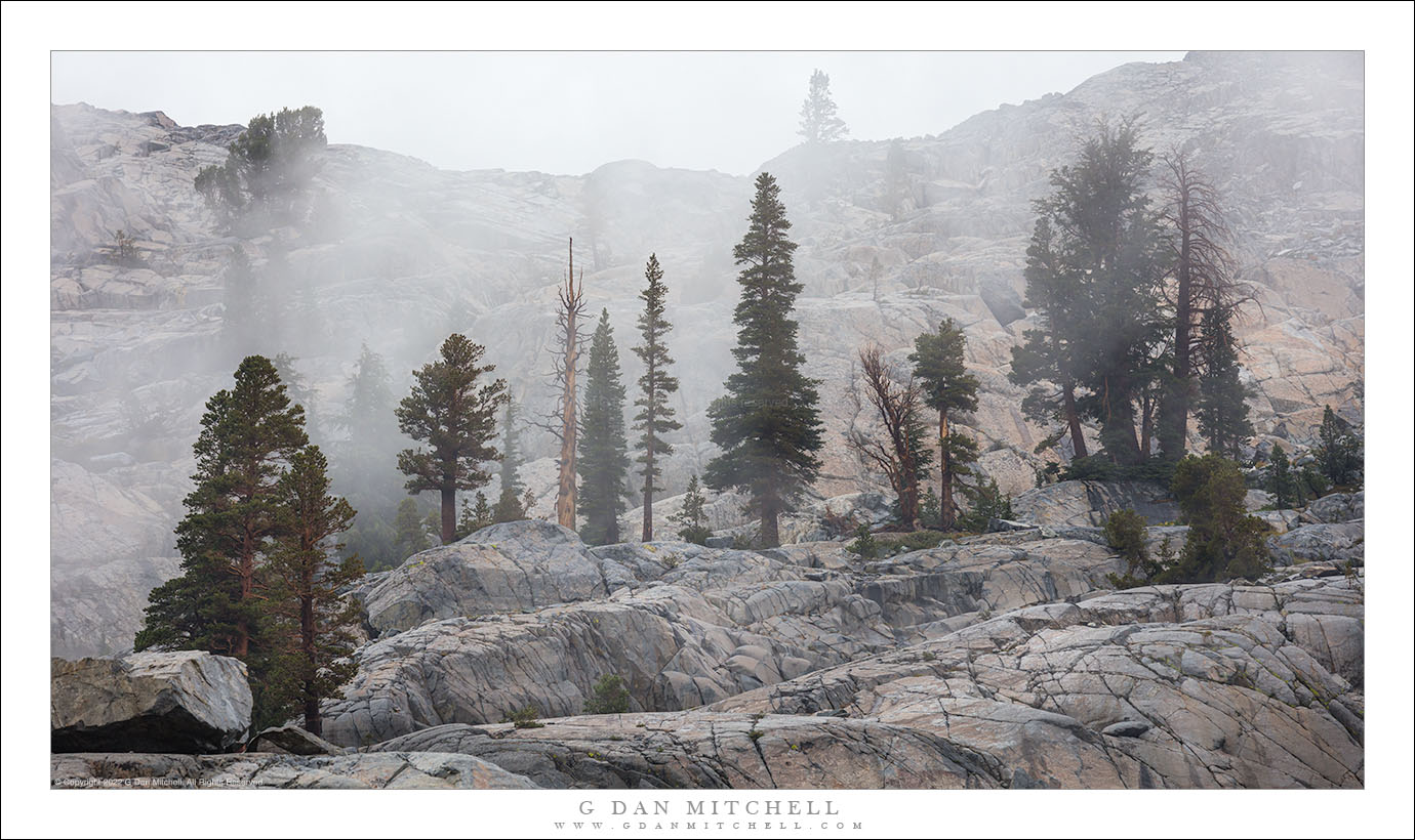 Trees, Drifting Fog