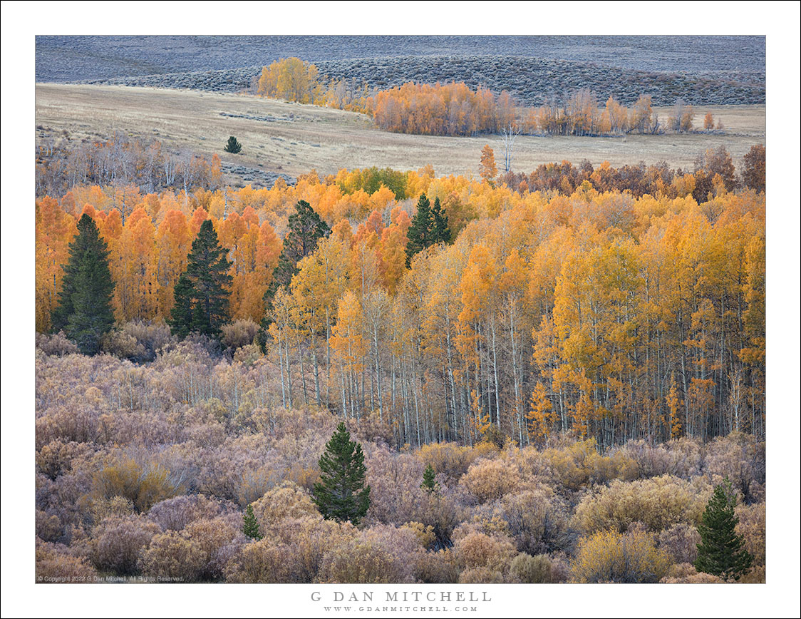 Late-Season Aspens, Evening