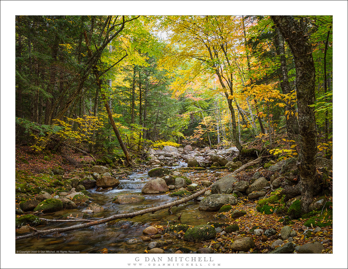 Autumn Stream