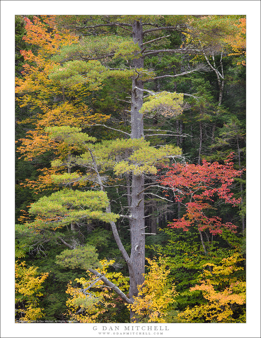 River Bank Forest, Autumn