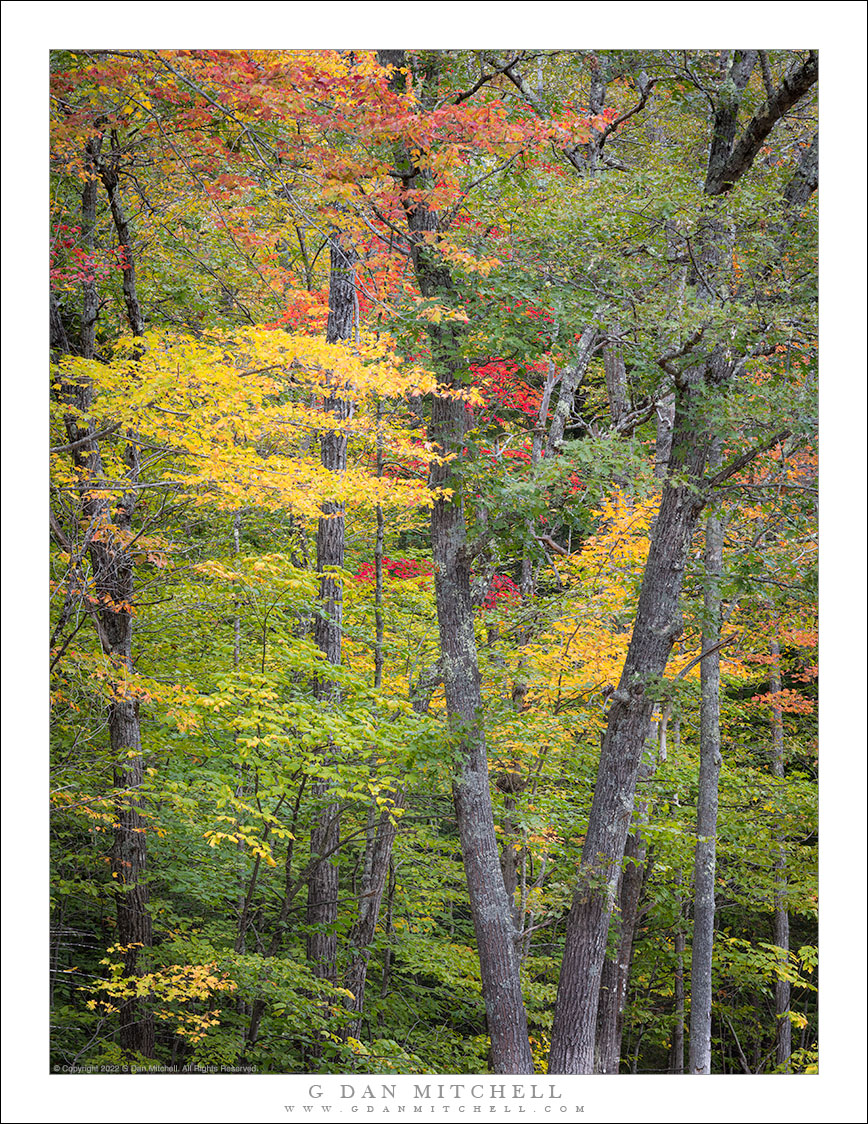 Autumn Leaves, Trunks