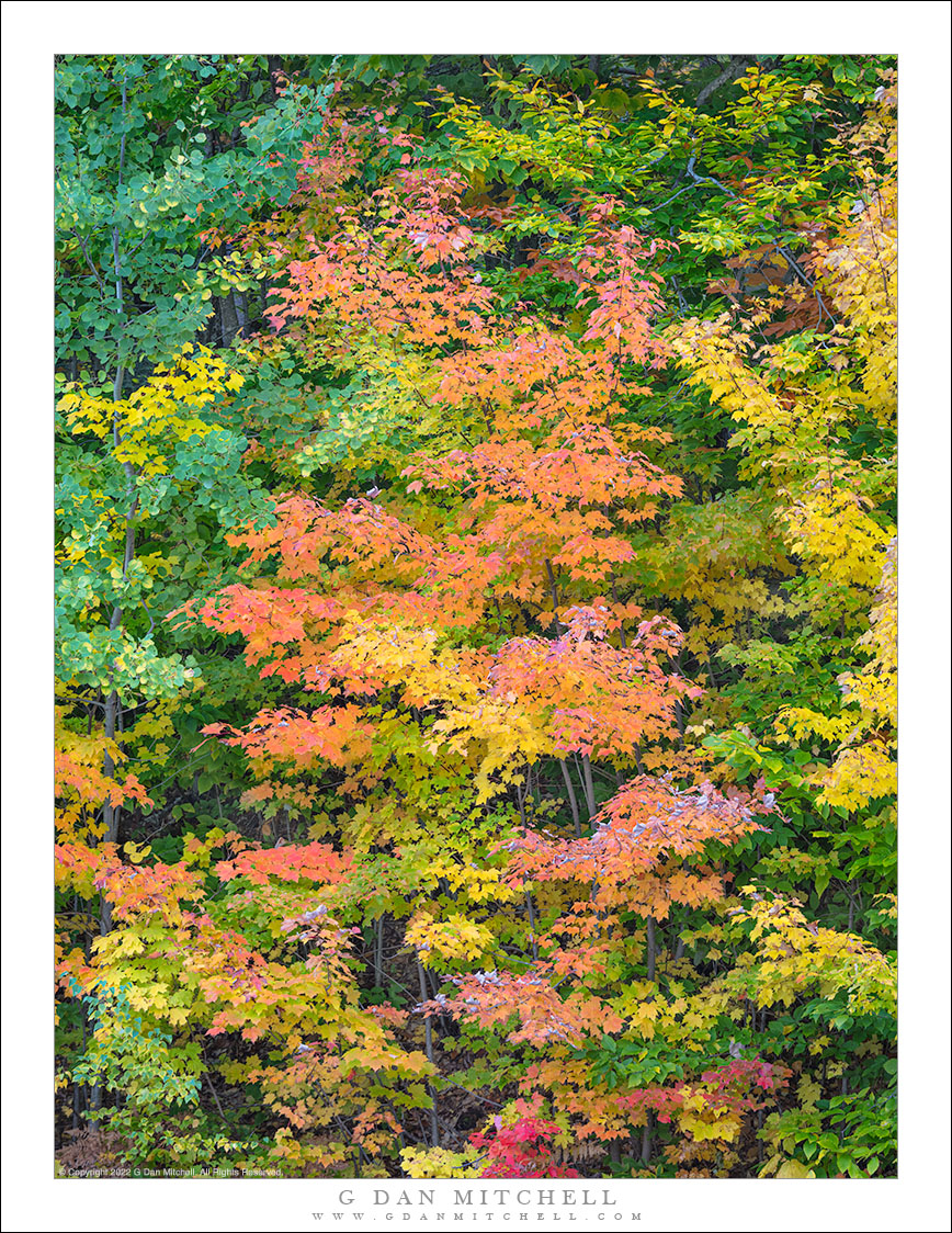 Autumn Trees, New Hampshire