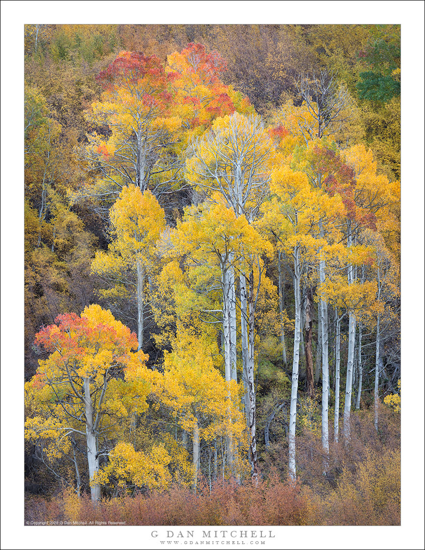 Tall Aspen Grove, Autumn