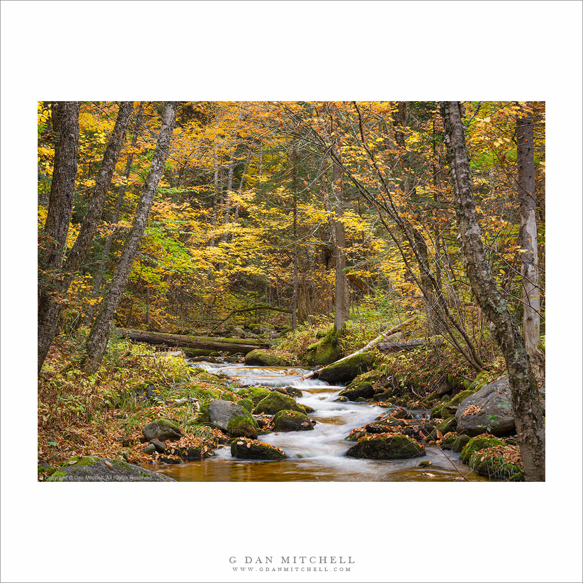 Autumn Forest and Creek