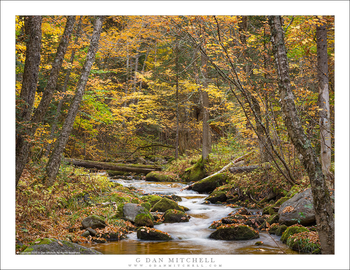 Autumn Forest and Creek