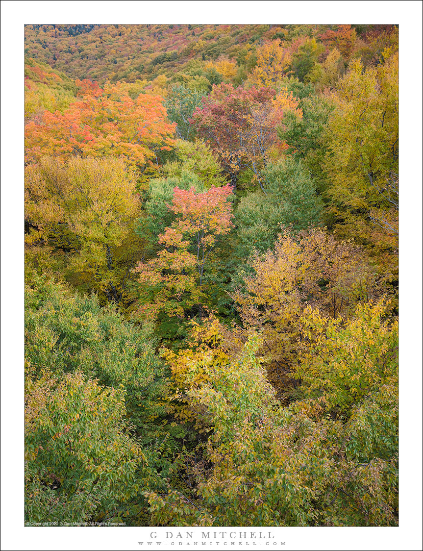 Tree-Filled Valley