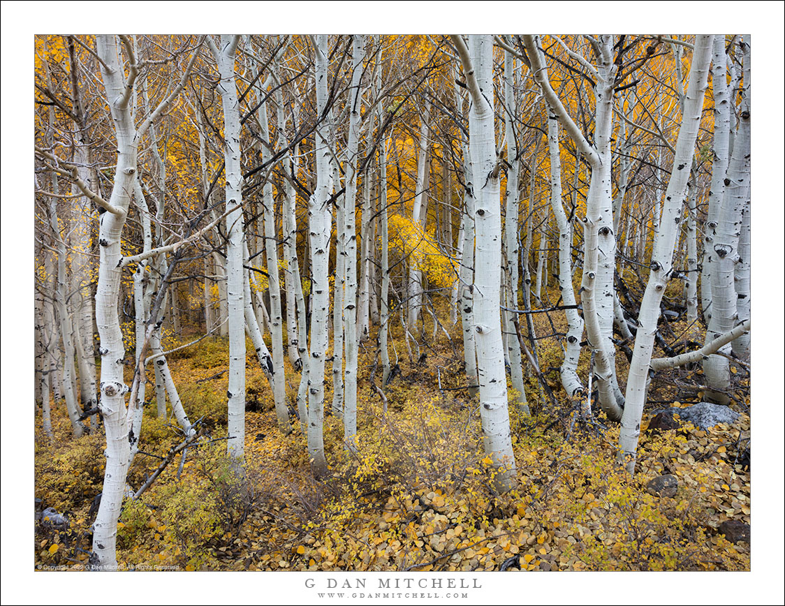 Aspen Trunks, Fallen Leaves