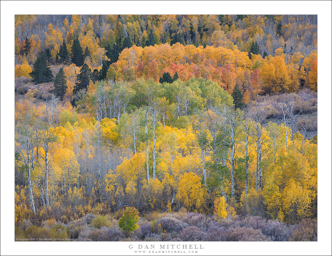 Eastern Sierra Aspens