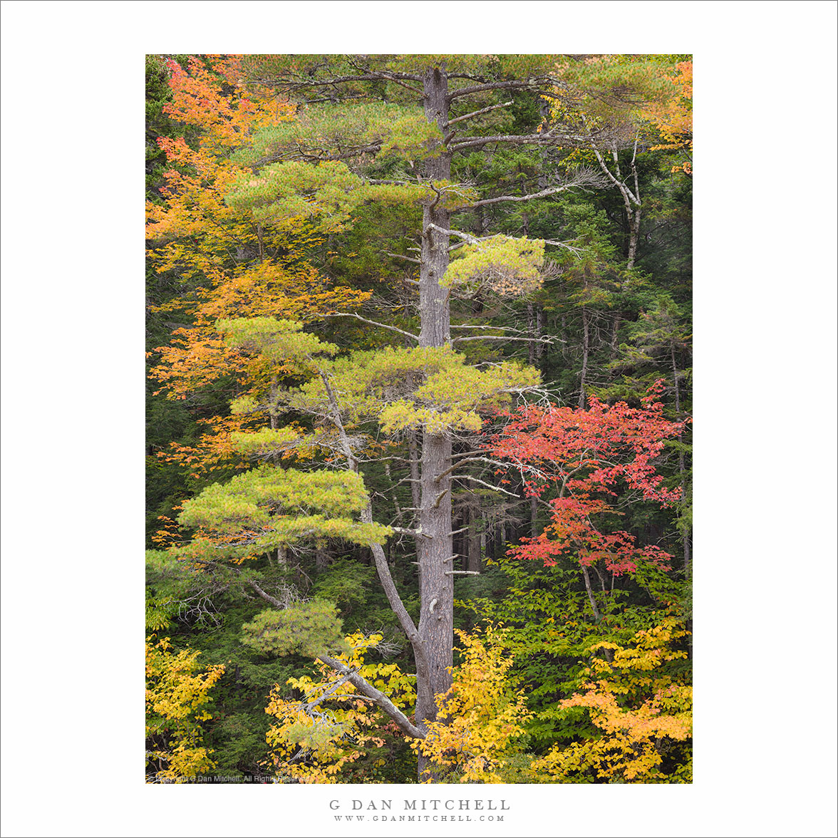River Bank Forest, Autumn