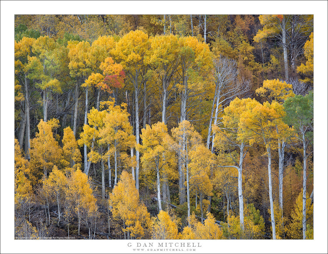 Hillside Aspen Grove