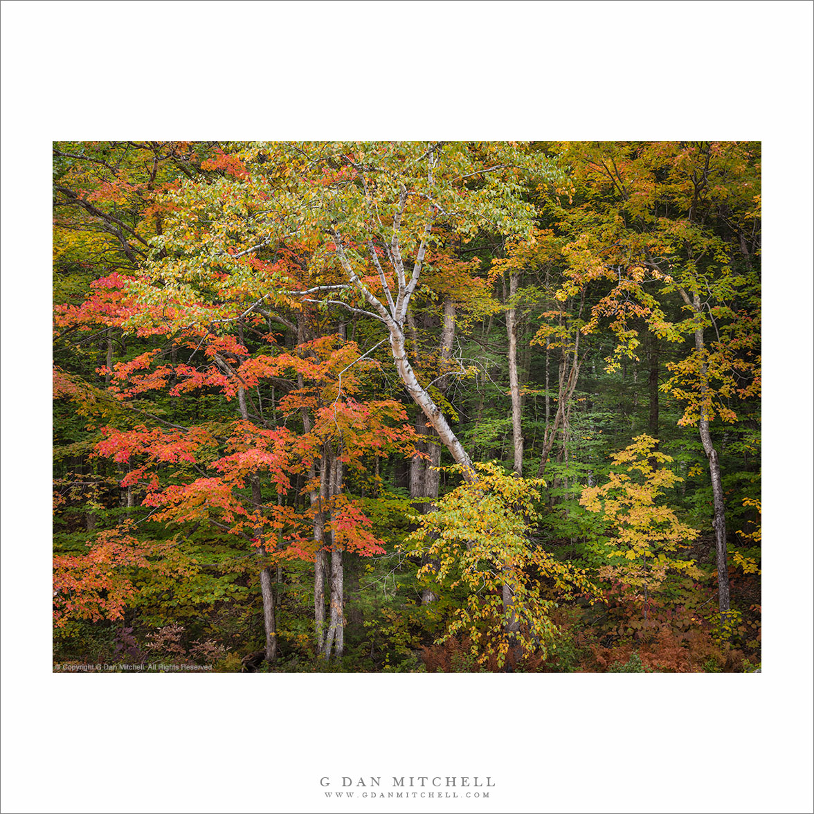 New Hampshire Forest, Autumn