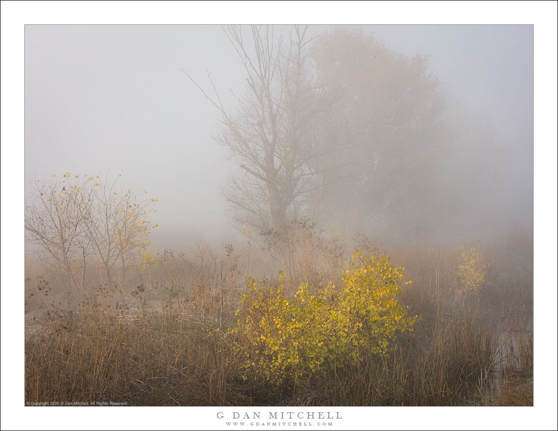 Autumn Fog