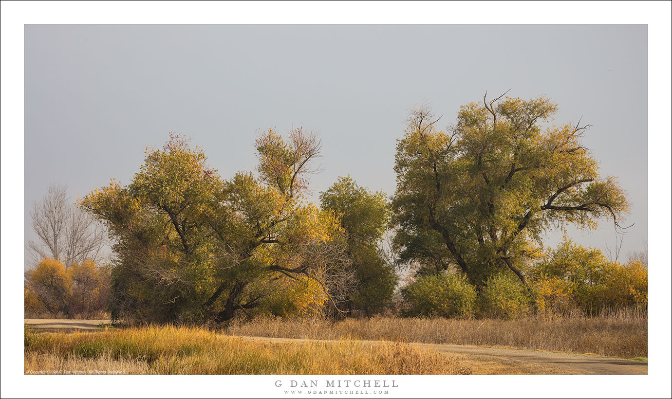 Autumn Trees, Levee road