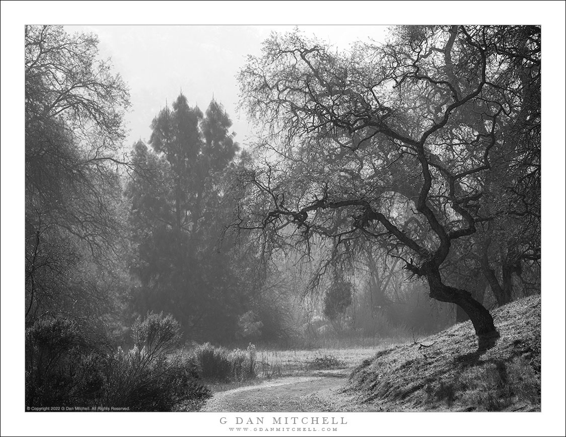 Trail, Winter Haze