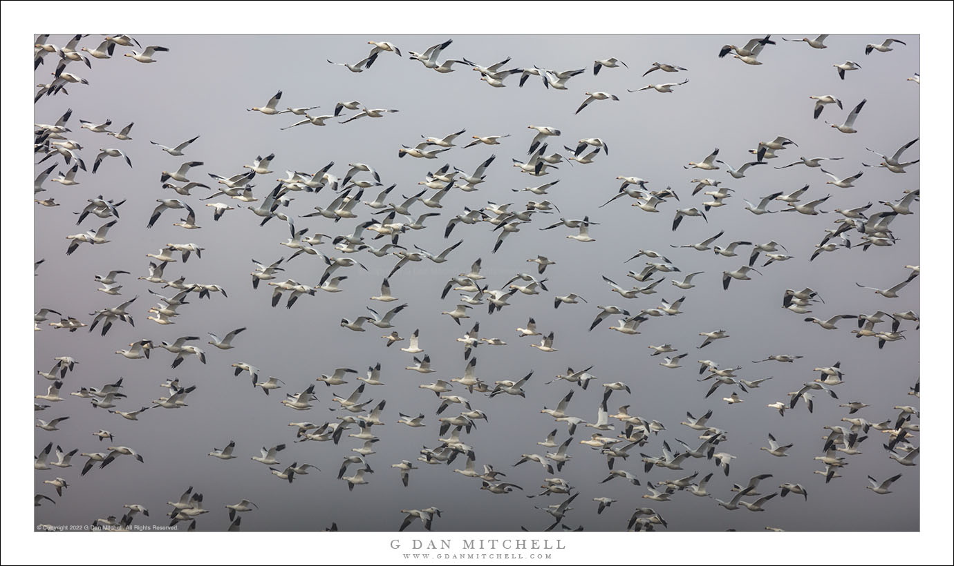 Geese, Dark Sky