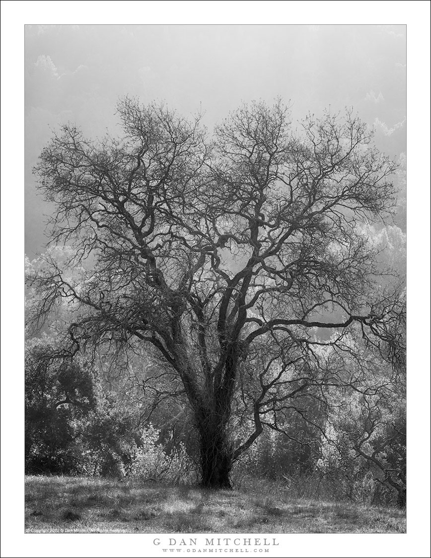 Oak Silhouette