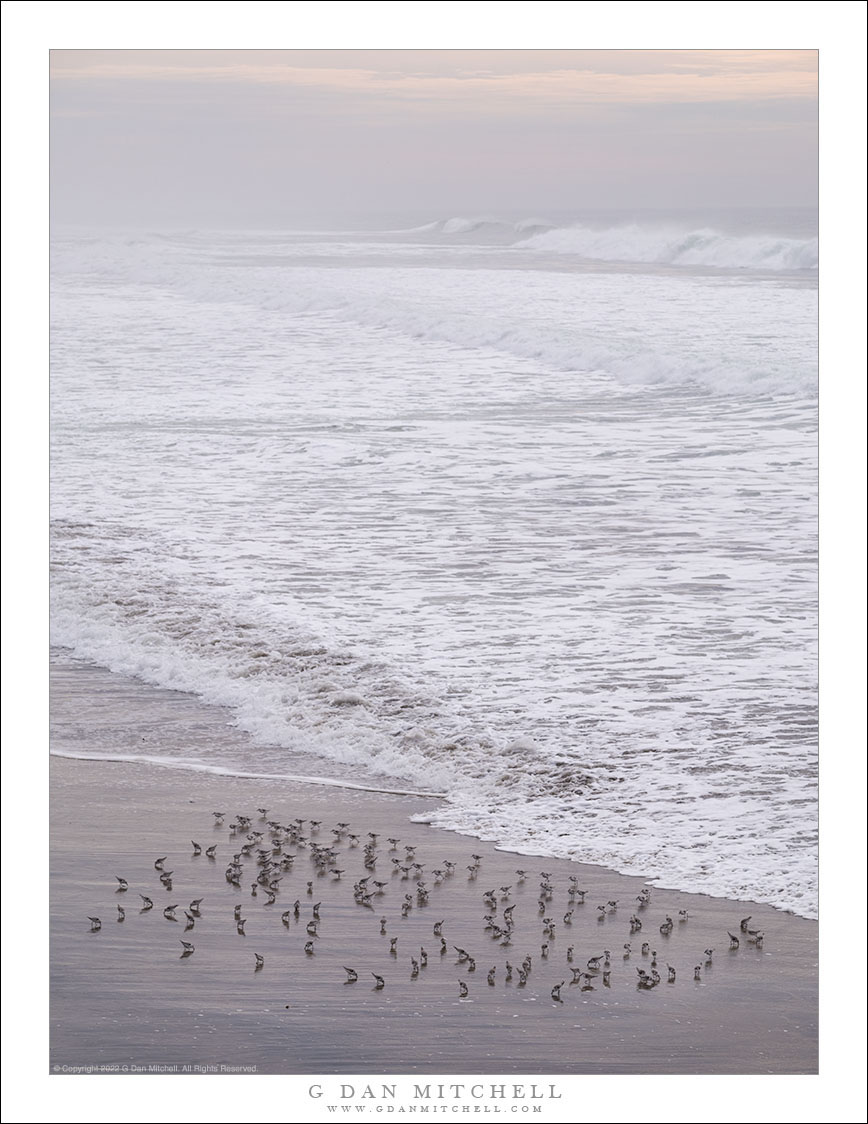 Shorebirds, Winter Surf