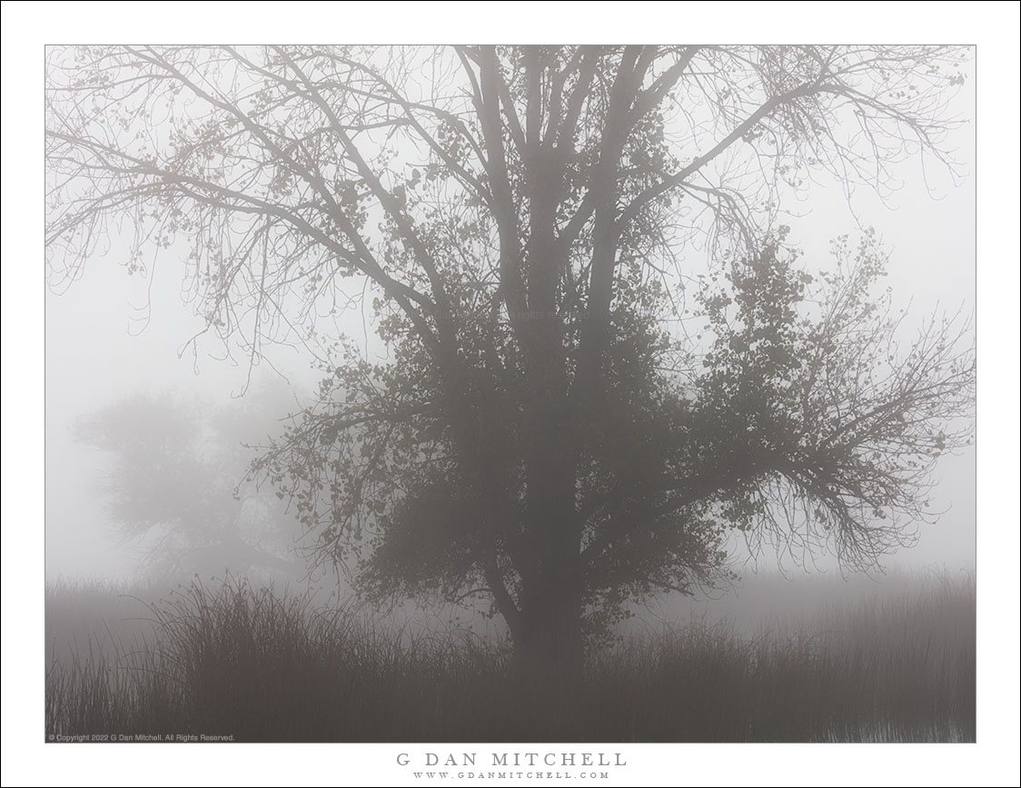 Wetlands Tree, Tule Fog