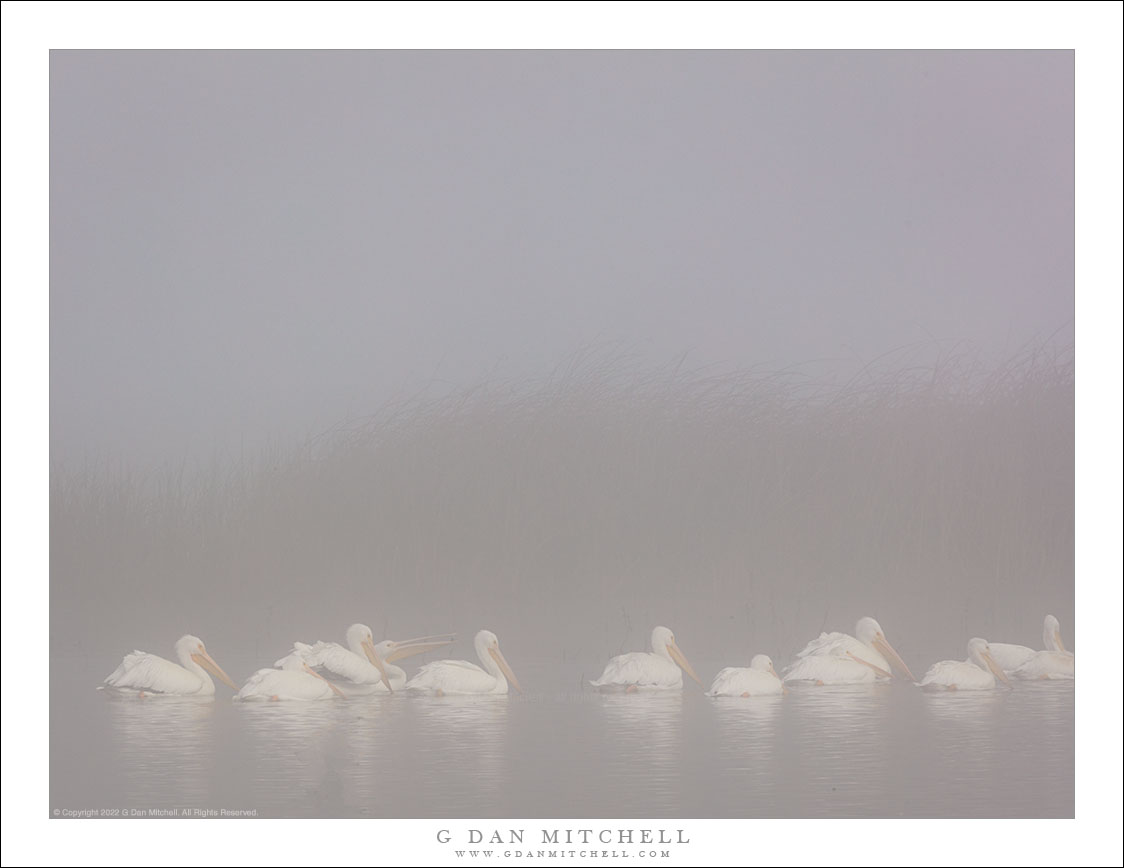 White Pelicans, Tule Fog