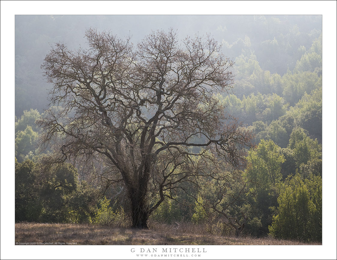 Winter Haze, Dormant Oak