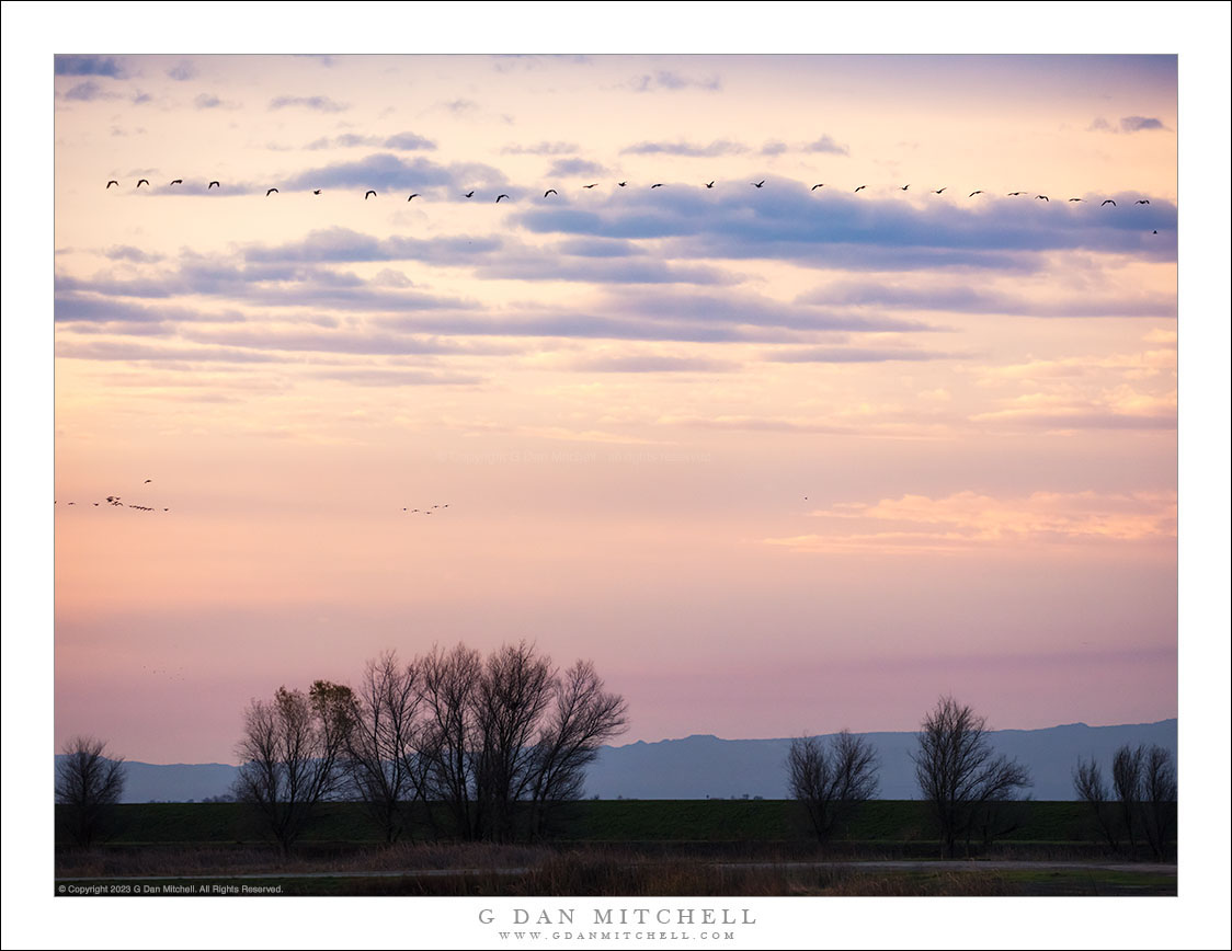 Geese, Morning Clouds