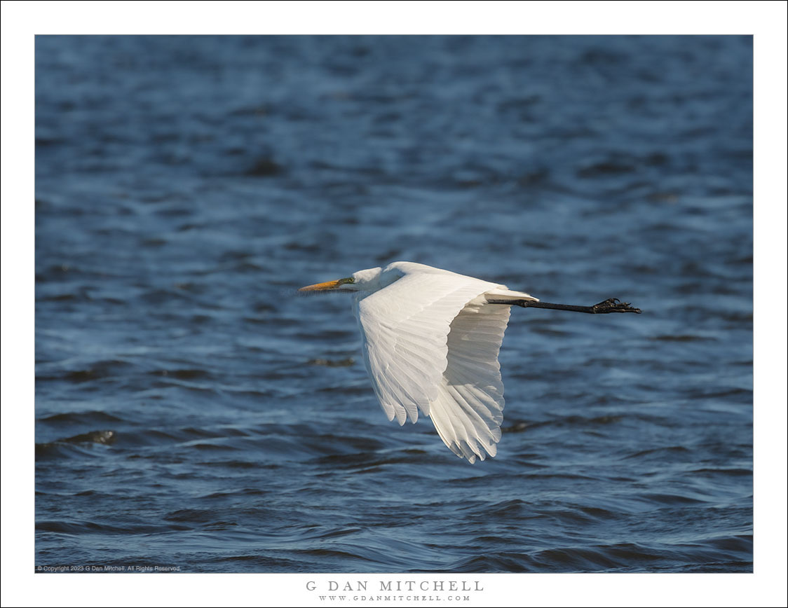 Great Egret Over Water