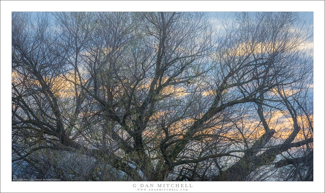 Morning Clouds, Dormant Tree